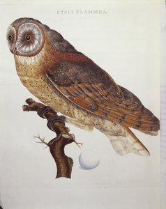 Barnugle (Strix Flammea) 1796