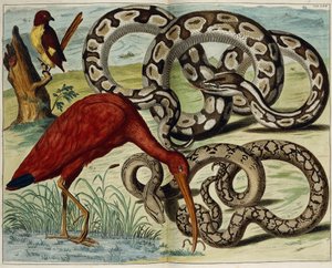 Fugler og slanger, plate 62, fra "Den mest nøyaktige beskrivelsen av naturskattene", 1734-1765 av Dutch School
