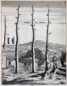 Frukttrær, fra De Nederlandze Hesperides av Jan Commelin, utgitt 1676 av Dutch School