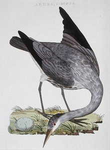 Heron, utgitt i Amsterdam av Dutch School