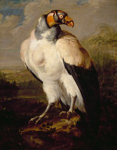 King Vulture, maleri av nederlandsk ukjent kunstner, Nederland av Dutch School