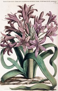 Lillio-Narcissus, 1697-1701 av Dutch School