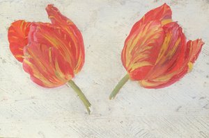 Studier av tulipaner, ca. 1830 (olje på papir) av Dutch School