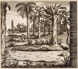 Steinslangen, fra Kina illustrert av Athanasius Kircher (1601-80) 1667 av Dutch School