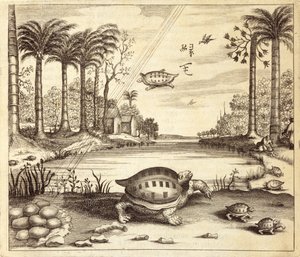 Skilpaddeegg klekking, fra Kina Illustrert av Athanasius Kircher (1601-80) 1667 av Dutch School