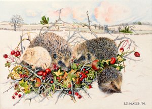Pinnsvin i Hedgerow Basket, 1996 (akryl på lerret)