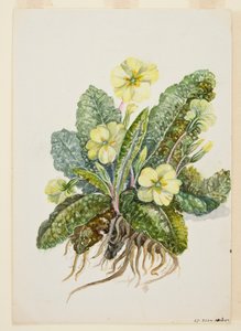 Primula vulgaris Huds Primrose, c1920-tallet. av EF Crowley