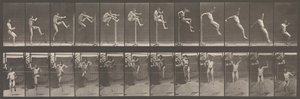 Dyrebevegelse. En elektrofotografisk undersøkelse av påfølgende faser av dyr ..., 1880-tallet. av Eadweard Muybridge