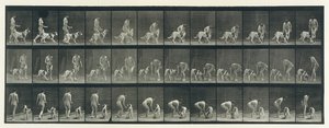 Dyrebevegelse. En elektrofotografisk undersøkelse av påfølgende faser av dyr ..., 1880-tallet. av Eadweard Muybridge