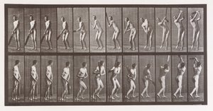 Dyrebevegelse. En elektrofotografisk undersøkelse av påfølgende faser av dyr ..., 1880-tallet. av Eadweard Muybridge