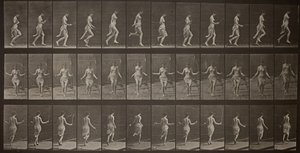Dyrebevegelse, plate 174, 1887. av Eadweard Muybridge