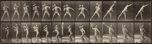 Dyrebevegelse, plate 319, 1887. av Eadweard Muybridge