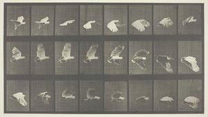 Dyrebevegelse, plate 758, 1887. av Eadweard Muybridge