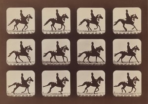 Attitudes of Animals in Motion, 1879, printed 1881.    1178423   no       norwegian Successfully Translated  Original: Antonio Maria Biscioni [obverse], 1725. Translat: Antonio Maria Biscioni [obverse], 1725. 1145324 no norwegian Successfully Translated Or av Eadweard Muybridge