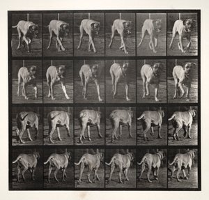 Dread Trav, 1887. av Eadweard Muybridge
