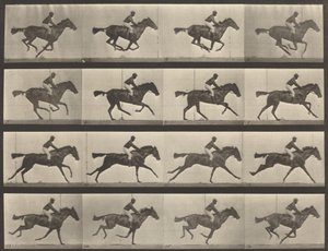 Platenummer 626. Galopp, fullblods bukhoppe, Annie G., 1887. av Eadweard Muybridge