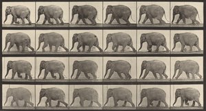 Plate nummer 733. Elefantvandring, 1887. av Eadweard Muybridge