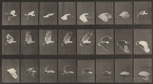 Plate nummer 758. Kakeduflyvende, 1887. av Eadweard Muybridge