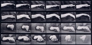 A Motion Study of a Hand, ca. 1872-1885 av Eadweard Muybridge