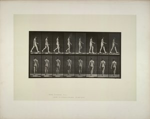 Dyrebevegelse: bekkenduk for menn, 1887. av Eadweard Muybridge