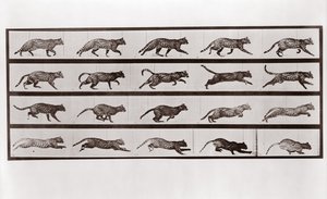 Cat Trav og galopp, Plate 717 fra Animal Locomotion, 1887 av Eadweard Muybridge