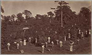 Kaffehøsting, Las Nubes, Guatemala av Eadweard Muybridge