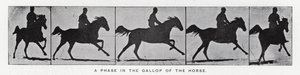 Eadweard Muybridge: En fase i galoppen til hesten (s/hvitt bilde) av Eadweard Muybridge