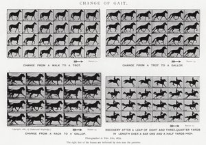 Eadweard Muybridge: Change of Gait (s/hvitt-bilde) av Eadweard Muybridge
