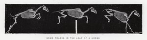 Eadweard Muybridge: Noen faser i spranget til en hest (s/hvitt-bilde) av Eadweard Muybridge