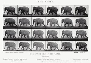 Eadweard Muybridge: The Amble (s/hvitt-bilde) av Eadweard Muybridge
