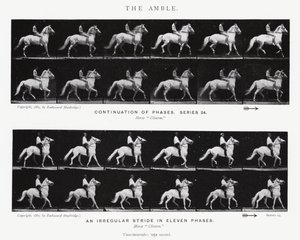 Eadweard Muybridge: The Amble (s/hvitt-bilde) av Eadweard Muybridge