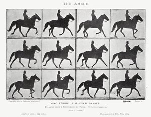 Eadweard Muybridge: The Amble (s/hvitt-bilde) av Eadweard Muybridge