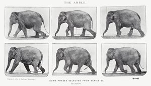 Eadweard Muybridge: The Amble av Eadweard Muybridge