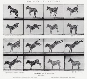 Eadweard Muybridge: The Buck and the Kick (s/hvitt-bilde)