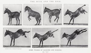 Eadweard Muybridge: The Buck and the Kick (s/hvitt-bilde) av Eadweard Muybridge
