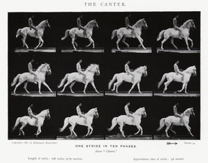 Eadweard Muybridge: The Canter (s/hvitt-bilde) av Eadweard Muybridge