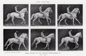 Eadweard Muybridge: The Canter (s/hvitt bilde) av Eadweard Muybridge