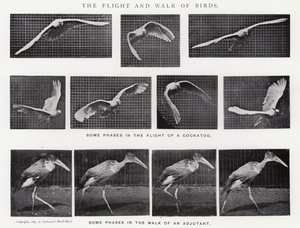 Eadweard Muybridge: The Flight and Walk of Birds (s/hvitt-bilde)