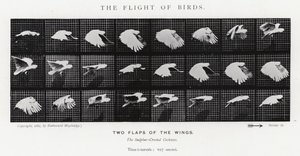 Eadweard Muybridge: The Flight of Birds (s/hvitt-bilde) av Eadweard Muybridge