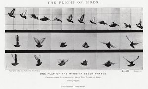 Eadweard Muybridge: The Flight of Birds (s/hvitt-bilde) av Eadweard Muybridge