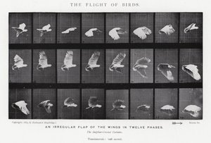 Eadweard Muybridge: The Flight of Birds (s/hvitt-bilde) av Eadweard Muybridge