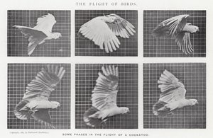 Eadweard Muybridge: The Flight of Birds (s/hvitt-bilde)