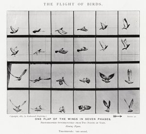 Eadweard Muybridge: The Flight of Birds (s/hvitt-bilde) av Eadweard Muybridge