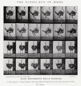 Eadweard Muybridge: The Flying-Run of Birds (s/hvitt-bilde) av Eadweard Muybridge