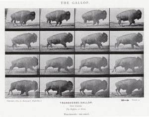 Eadweard Muybridge: The Gallop (s/hvitt-bilde) av Eadweard Muybridge