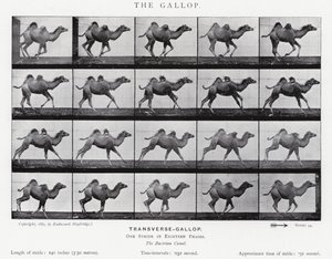 Eadweard Muybridge: The Gallop (s/hvitt-bilde) av Eadweard Muybridge