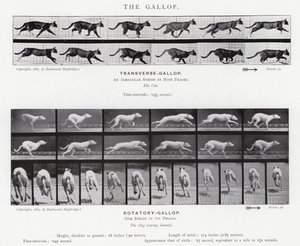 Eadweard Muybridge: The Gallop (s/hvitt-bilde) av Eadweard Muybridge