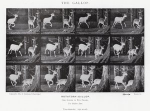Eadweard Muybridge: The Gallop (s/hvitt-bilde) av Eadweard Muybridge