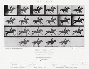 Eadweard Muybridge: The Gallop (s/hvitt-bilde) av Eadweard Muybridge