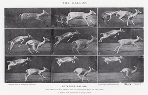 Eadweard Muybridge: The Gallop (s/hvitt-bilde) av Eadweard Muybridge